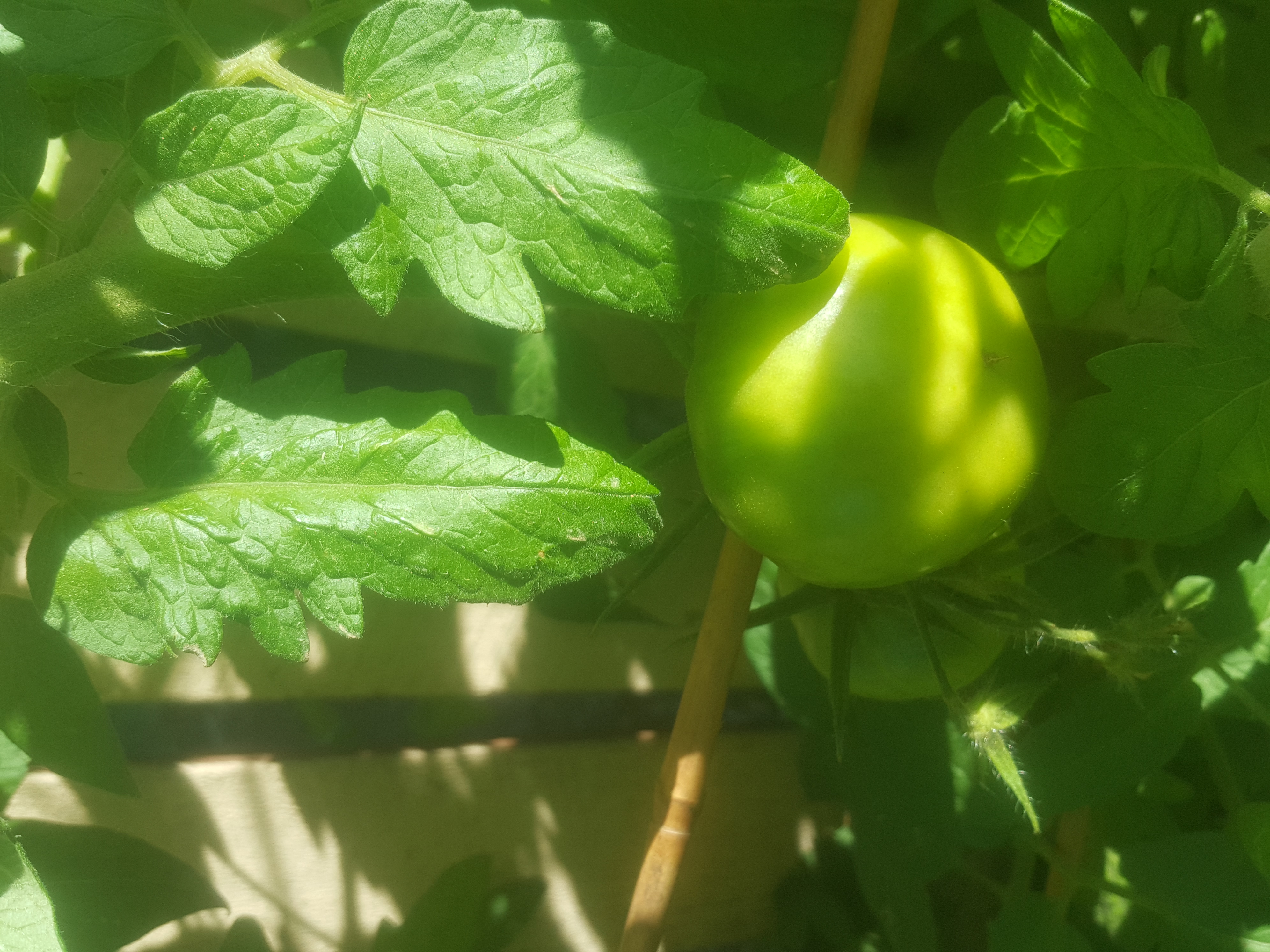 Cucumber.jpg